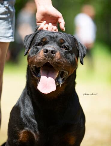 Ротвейлер для вязки
юный чемпион кыргызстана