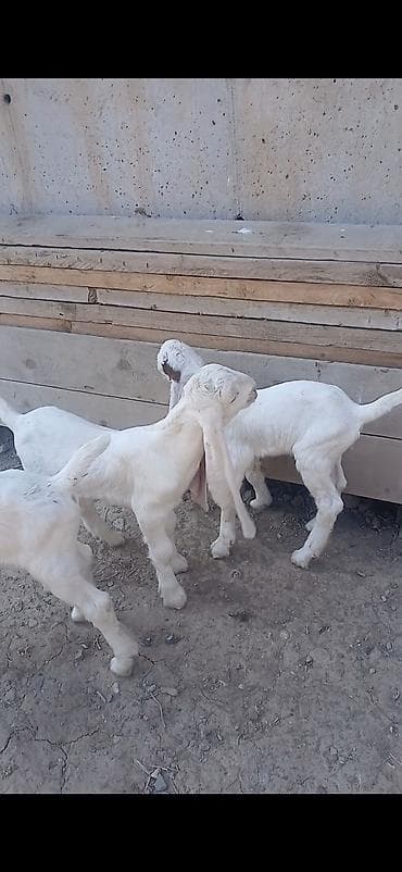 токмок котята: Сатам | Улак | Камори | Көбөйтүү үчүн, Сүт алуу үчүн | Асыл тукумдуу, Жасалма жол менен боозутуу — 2