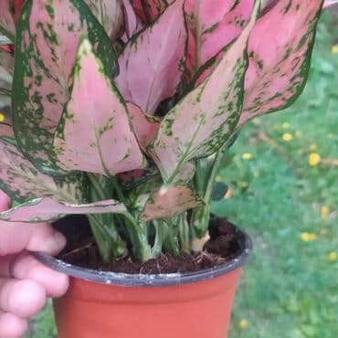 растения аквариумные купить: Строманта, диффенбахия, аглаонема, филодендроны, и т.д — 9