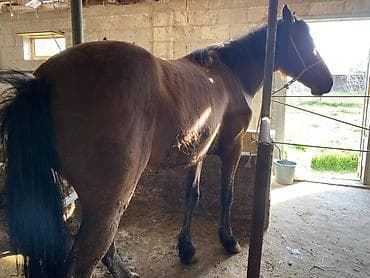 лошадей: Продаю | Конь (самец) | На забой, Рабочий, Для разведения — 4