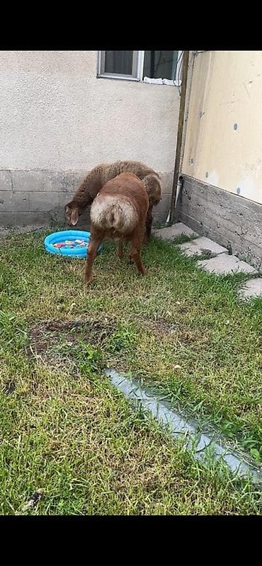 щенки алабайа: Продаю | Овца (самка) | Эдильбаевская | Для разведения — 4