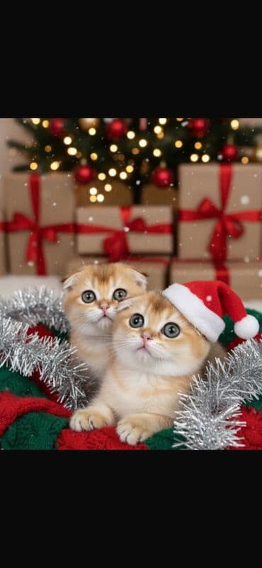 Продаются котята Scottish Fold О питомнике: ✅ Официально