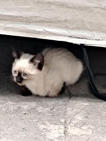 Животные: Кошка даром: Сиамская, 2 месяца, Девочка, Приучена к лотку — 1