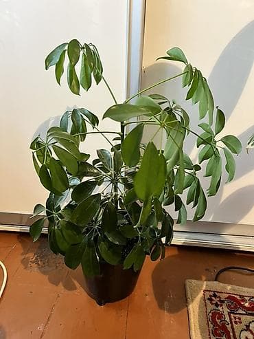 цветок фуксия: Шефлера (Schefflera arboricola) 40см - Компактный куст с блестящими — 1