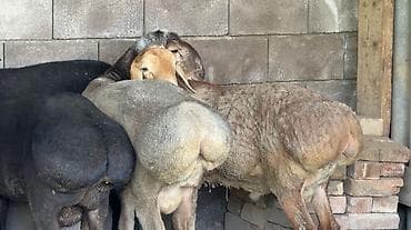 продам гусей: Продаю | Баран (самец) | Для разведения | Матка — 3