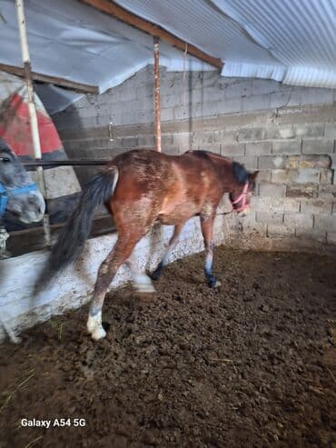 кролик декоративный: Продаю | Жеребец | Рабочий | Племенные — 7