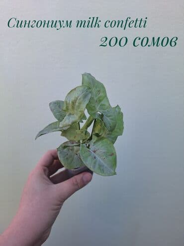 покупка деревьев: ● Комнатные растения (укоренённые черенки, молодые растения, взрослые — 10