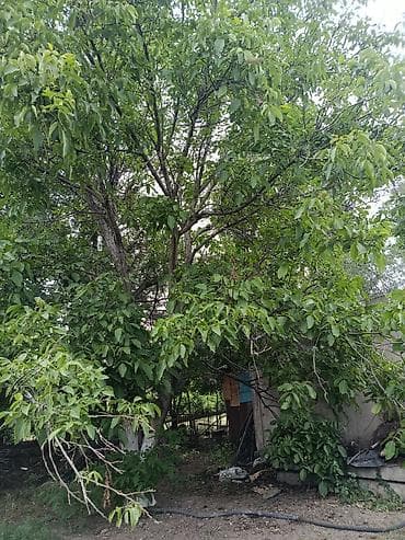мойка салон красоты: Продам незавершённое строение по адресу село Гроздь, улица Садовая — 7