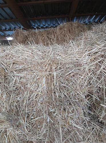 Пшеничная солома в тюках. - Тип: солома после обмолота зерновых