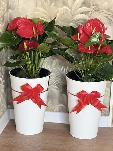 Антуриум (Anthurium andreanum) в декоративном кашпо - Яркие at lalafo.kg Антуриум (Anthurium andreanum) в декоративном кашпо - Яркие