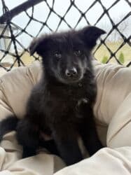 жалал абад ит: Немис овчаркасы, 2 айлык, Эркек, Эмделген, Ит тегин тастыктоочу документ — 1