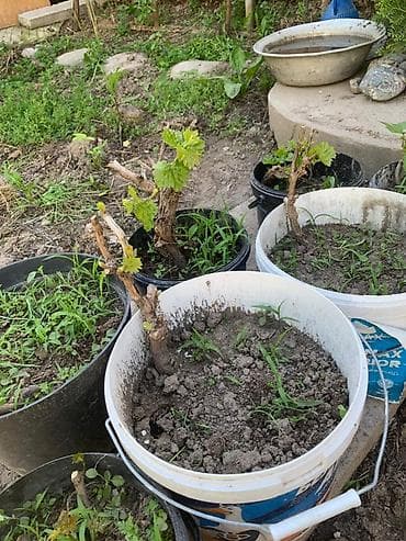 карат для растений: Саженцы винограда в контейнерах - Живые кустики винограда — 1