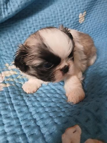 кошка шотланка: ШИКАРНЫЕ. ИМПЕРАТОРСКИЕ. ЩЕНКИ. ПЕКИНЕСОВ. ПЯТНАРИ. ТРИКОЛОР — 5