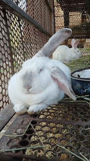 hamster kombat voucher: Продаю | Крольчата, Кролик самец, Крольчиха (самка) | Белый великан | Для разведения | Племенные — 2