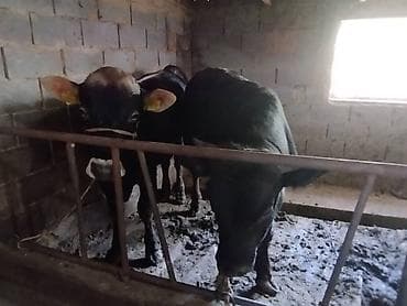 арабский конь: Продаю | Бык (самец) | На откорм | Привязанные — 2