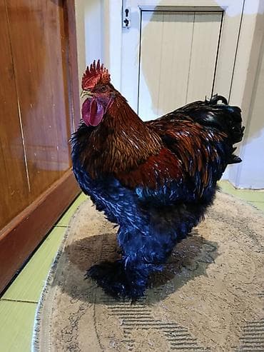 Предлагается к продаже курица с пышным оперением породы кохинхин окрас