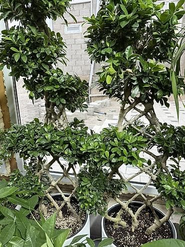 Фикус микрокарпа (Ficus microcarpa), декоративная формовка — 3