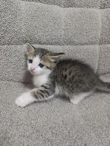 котята каракол: Отдам котят - Милые пушистые котята, окрас: серый сплошной — 3