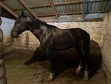 Продаю | Конь (самец) | Рабочий at lalafo.kg Продаю | Конь (самец) | Рабочий