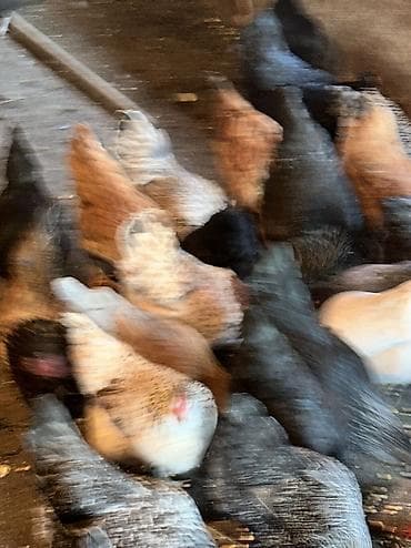 кеклик бишкек: Сатам | Тооктор, Короздор | Үй | Союуга, Көбөйтүү үчүн, Жумуртка туудуруу үчүн — 8