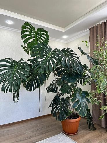 фикус микрокарпа: Монстера deliciosa (монстера делициоза), взрослое крупномерное — 1