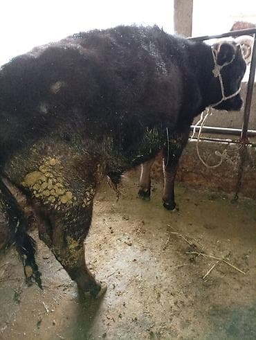 А/ч жаныбарларын сатам: Сатам | Бука (эркек) | Бордоп семиртүү үчүн | Байланган — 2