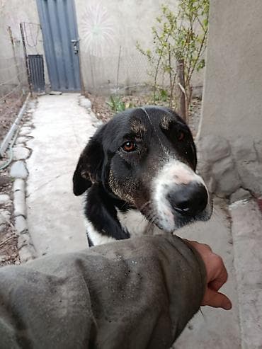 Башка унаа электроникасы: Продаю контроллер 96-120 v 8- 15 kw с программным обеспечением,ЭБУ — 6