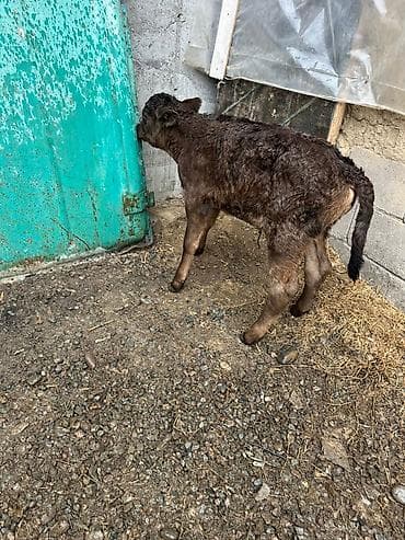 куплю тёлку: Продаю | Тёлка | Ангус | Для разведения — 2