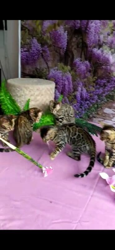 новорожденные котята: Бенгальские котята Проф.Питомник Бен Гла Мур предлагает.чудесных — 5