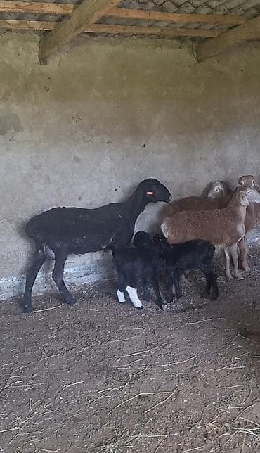египетский кошка: Продаю | Овца (самка), Ягненок, Баран (самец) | Гиссарская, Полукровка, Эдильбаевская | На забой, Для разведения, Для шерсти | Племенные, Матка, Ярка — 5