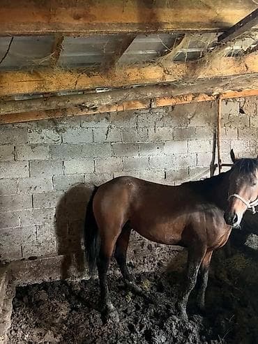 поставщики кормов для животных бишкек: Продаю | Конь (самец) | На забой, Рабочий — 3