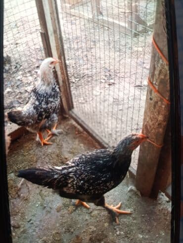 продаю домашние куры: Продаю молодых боевых даканов и цыплят хороших кровей отборных от 500с — 6