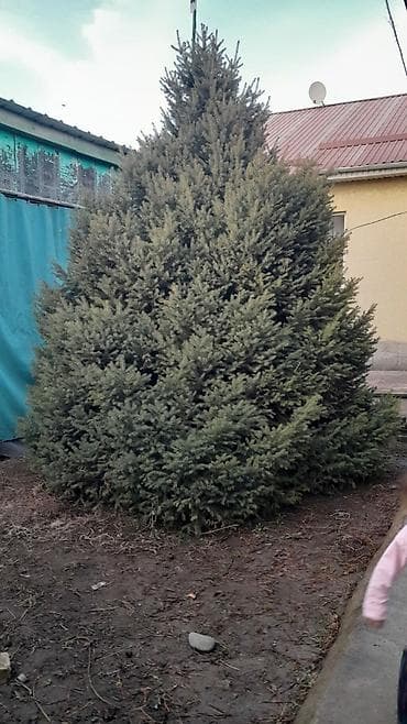 Ель голубая (Picea pungens), крупномер для участка/аллеи. - Высота