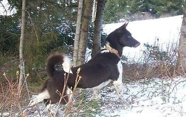 Порода Собак, Zerdava/Зердава ( ТУРЕЦКАЯ порода собак). Можете за