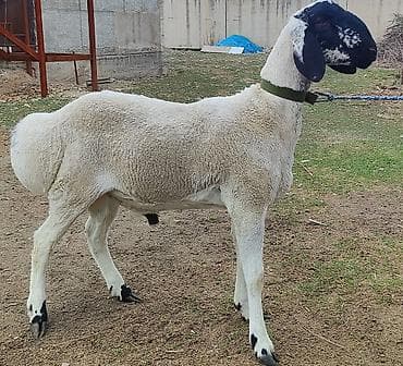 скупка раков: Продаю | Баран (самец) — 4