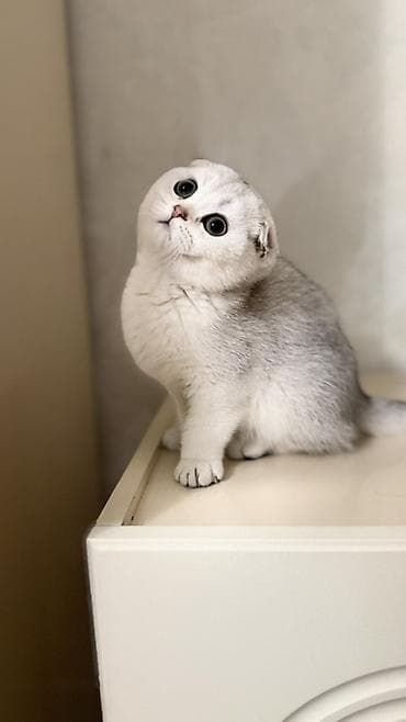 бенгалы котята: Продаются шотландские котята. Скоттиш Фолд. Девочка. Серебристая — 4