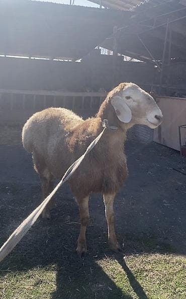 арашанские овцы: Продаю | Баран (самец) | Арашан | Для разведения | Осеменитель — 3