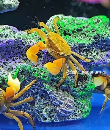 рыба для аквариума купить: Крабы! Новинка! Пресноводные аквариумные крабы! Симпотяжки — 4