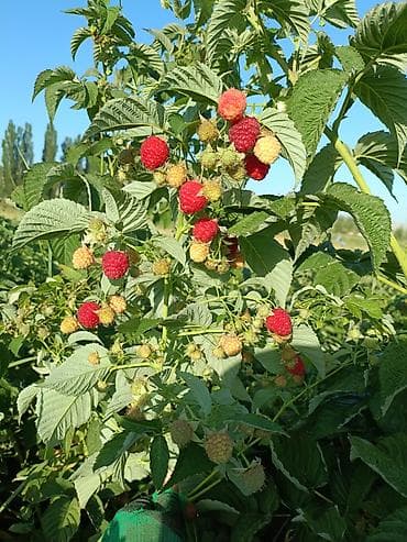 Бакча эмереги: Малина (саженцы/побеги плодоносящих кустов)Полька!!! Описание: - — 4