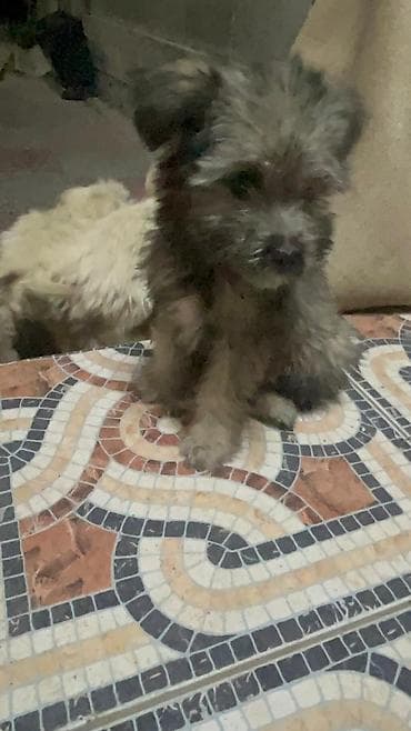 Продажа собак: 3 месяца, Самка — 6