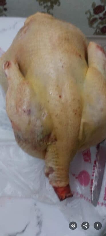 индюк самец: Продаю | Индюк (самец) | Бройлерная | Для разведения | Племенные — 5