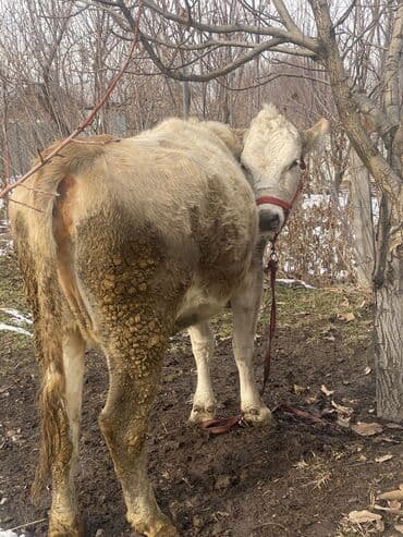 тай самка: Продаю | Корова (самка), Бык (самец), Тёлка | Полукровка, Алатауская, Швицкая | Для молока | Осеменитель, Стельные, Искусственник — 2