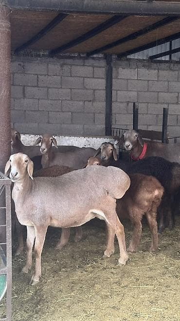 сколько стоит сибирская кошка котенок: Продаю | Овца (самка) | Арашан | Для разведения | Матка — 2