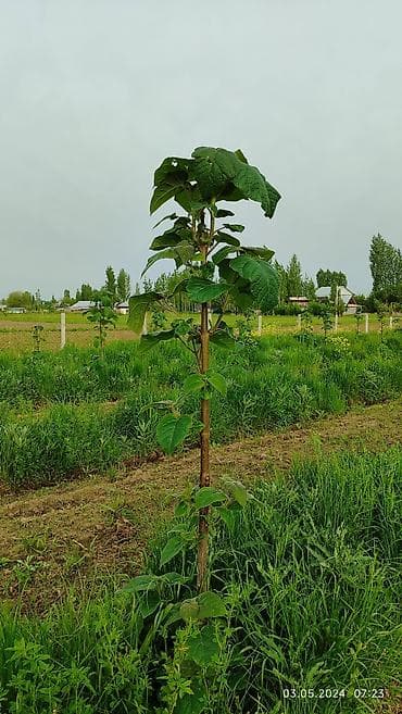 столица текстиля одеяло: Саженцы деревьев: Павловнии, Платная доставка — 8