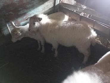 коз кой: Продаю | Козлёнок | Для разведения | Племенные — 3