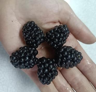 Ежевика саженец крупноплодная, без шипов саженцы 2-х летка . Цена