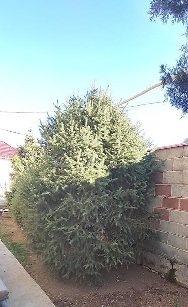 саженцы вишни: Саженцы деревьев: Ели, Самовывоз — 6