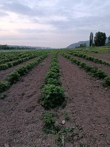 фучика 18 а: 115 соток, Для бизнеса — 2