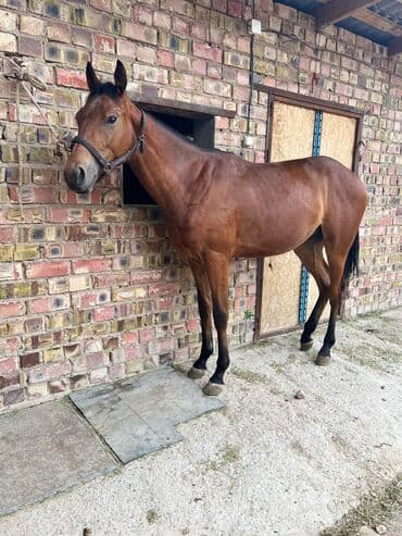 кой кыркыч: Продаю | Жеребец | Английская | Для разведения, Конный спорт | Осеменитель, Племенные — 8