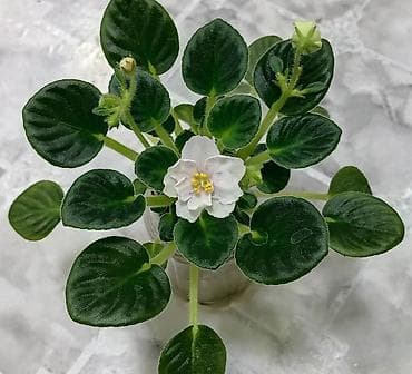 ю грушенька пеларгония: Сенполии (узамбарские фиалки) — коллекционные розетки в маленьких — 4